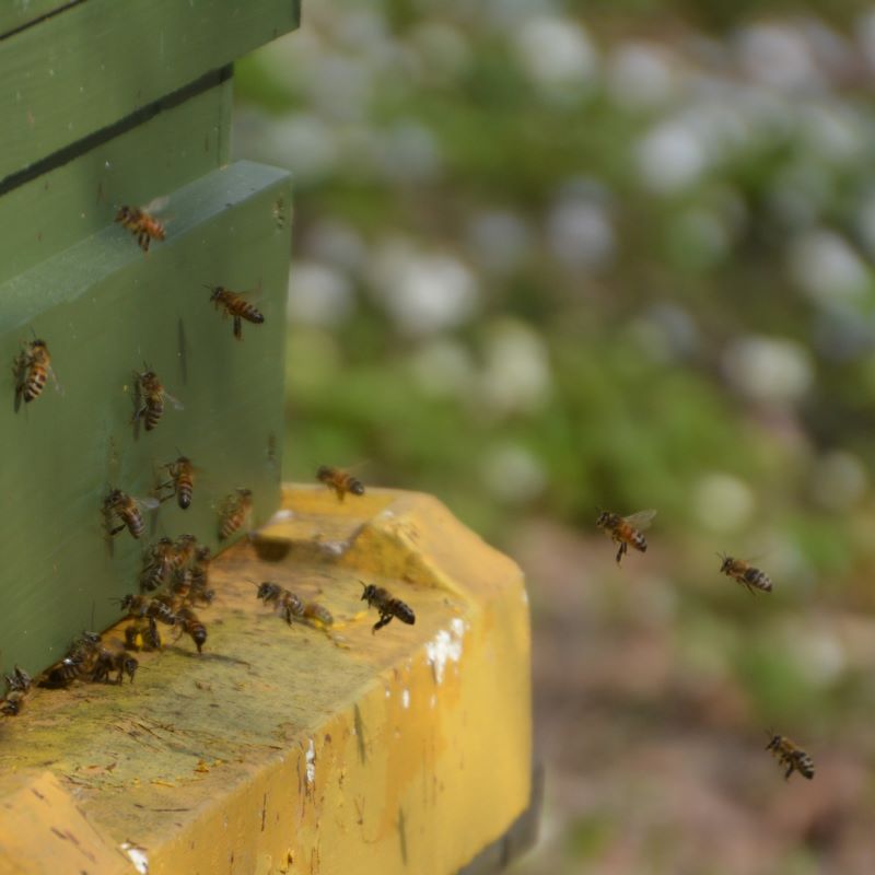 Mehiläisiä lentämässä mehiläispesään. Bin flyger in i bikupan.