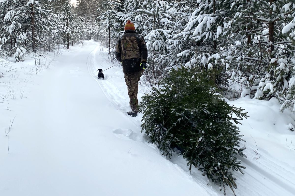 Snowy forest road. A man is dagging a Christmas tree , a dog is running in the front.