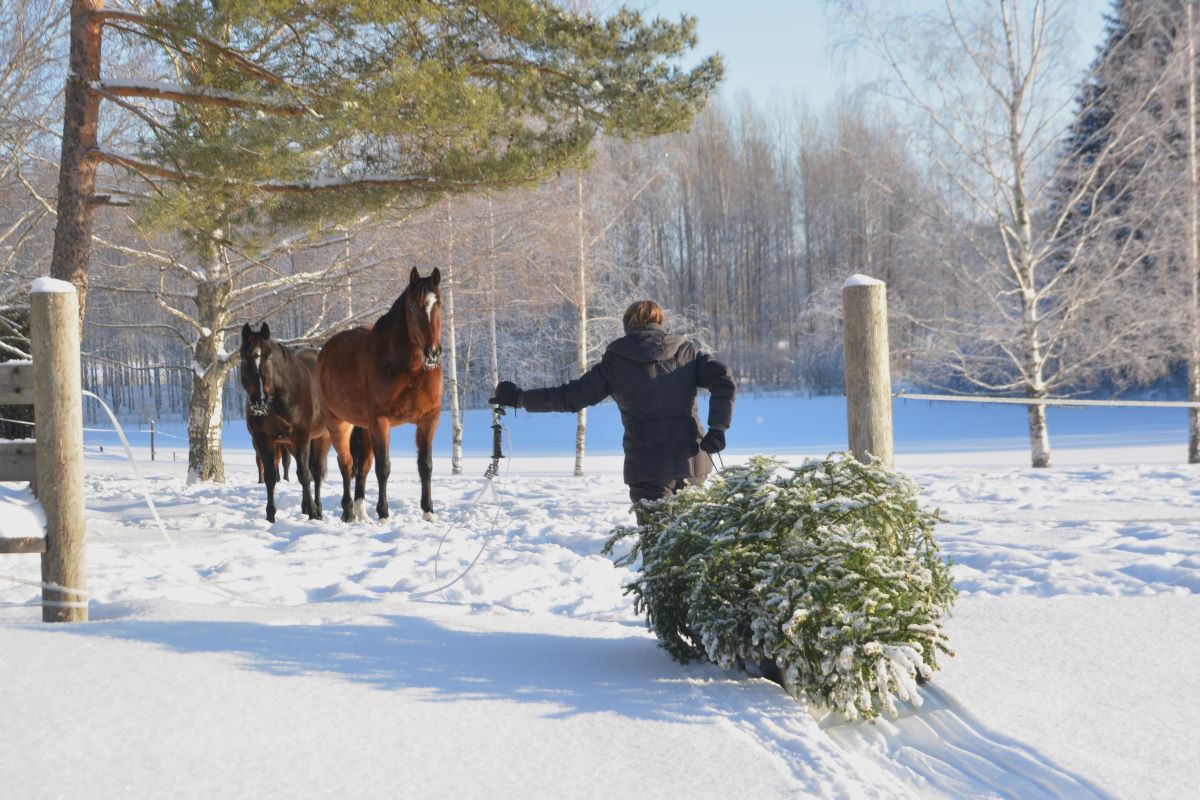 Nainen vetää ahkiossa olevaa joulukuusta, avaa samalla hevosaitausta. Aitauksessa odottaa jkaksi ruskeata Suomen hevosta. Kaunis luminen, aurinkoinen talvipäivä.