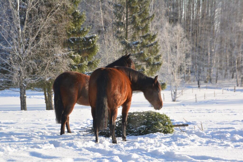 Kaksi suomen hevosta lumisessa maisemassa maistelemassa heille tuotua joulukuusta.