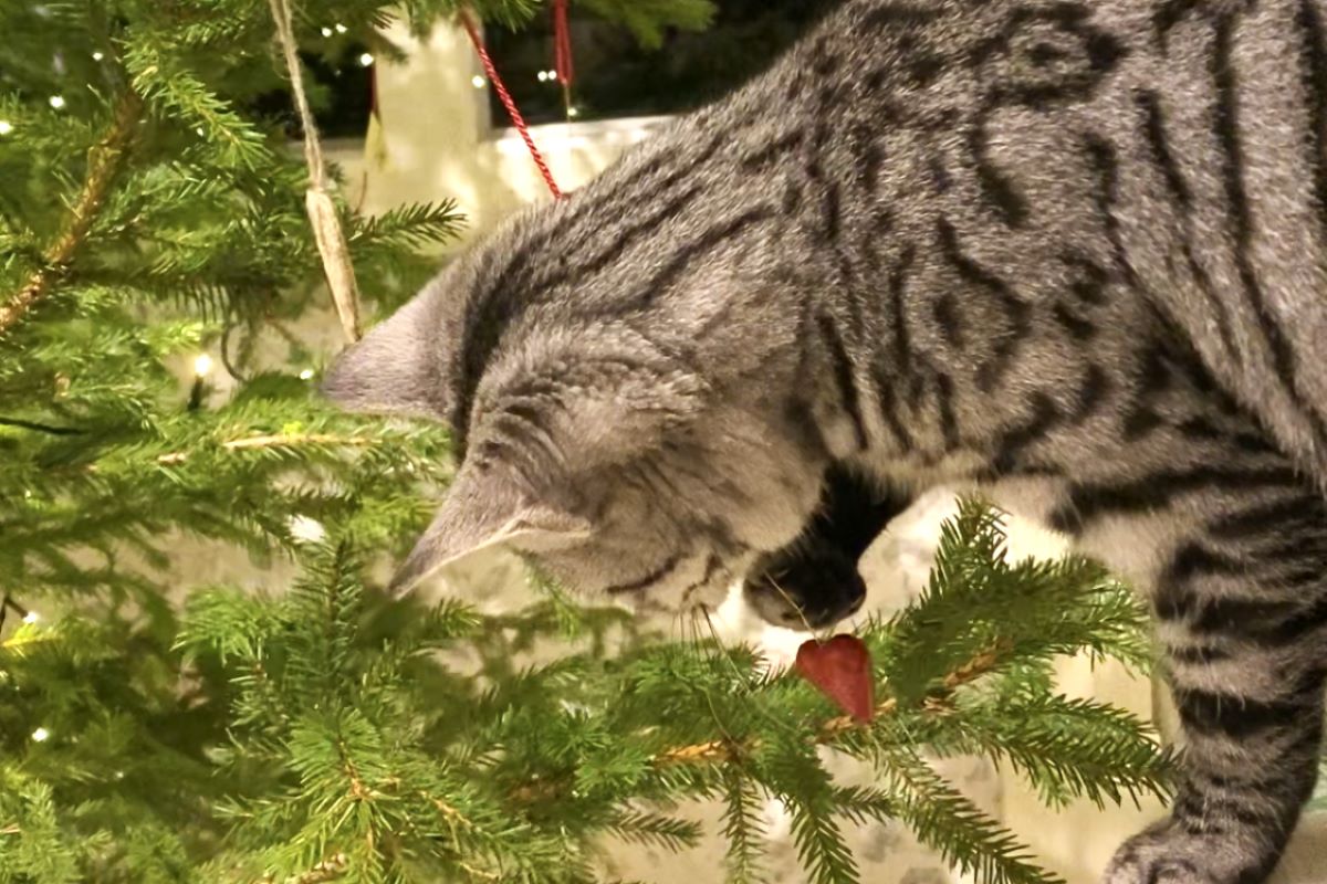 A young cat next to the Christmas tree keeps a Christmas decoration in its paw.